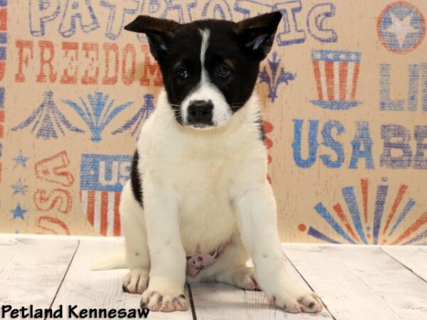 Akita-DOG---AKITAAKITA4JPG-Petland Mall of Georgia