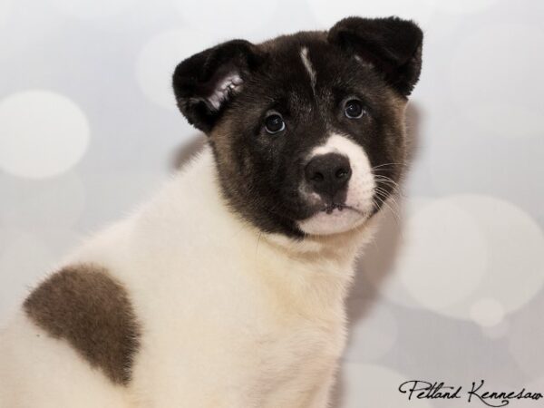 Akita-DOG---AKITAAKITA7JPG-Petland Mall of Georgia