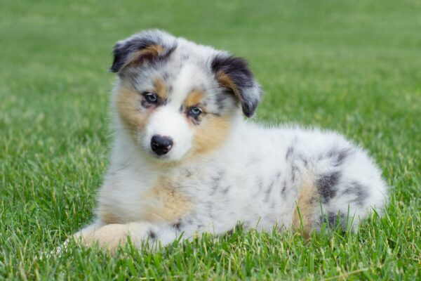 5 Awesome Australian Shepherd Facts