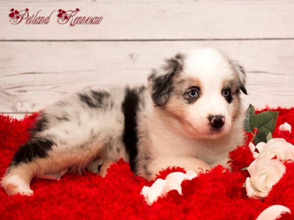 Australian Shepherd DOG AUSTRALIANSHEPHERDAUSTRALIANSHEPHERD14JPG Petland Mall of Georgia