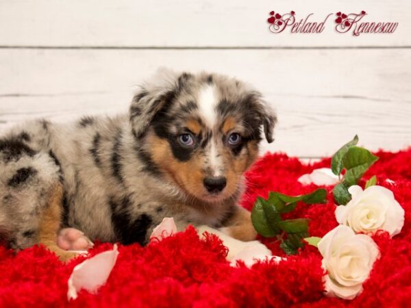 Australian Shepherd DOG AUSTRALIANSHEPHERDAUSTRALIANSHEPHERD36JPG Petland Mall of Georgia