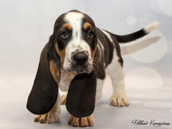 Basset Hound-DOG---BASSETHOUNDBASSETHOUND05JPG-Petland Mall of Georgia