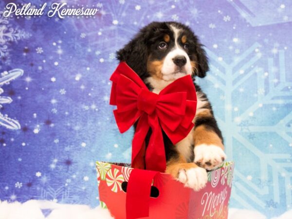 Bernese Mountain Dog-DOG---BERNESEMOUNTAINDOGBERNESE04JPG-Petland Mall of Georgia