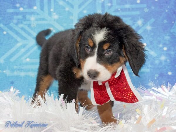 Bernese Mountain Dog-DOG---BERNESEMOUNTAINDOGBERNESE05JPG-Petland Mall of Georgia