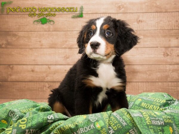 Bernese Mountain Dog DOG BERNESEMOUNTAINDOGBERNESE06JPG Petland Mall of Georgia