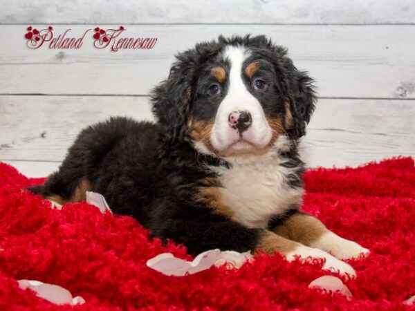 Bernese Mountain Dog-DOG---BERNESEMOUNTAINDOGBERNESE09JPG-Petland Mall of Georgia