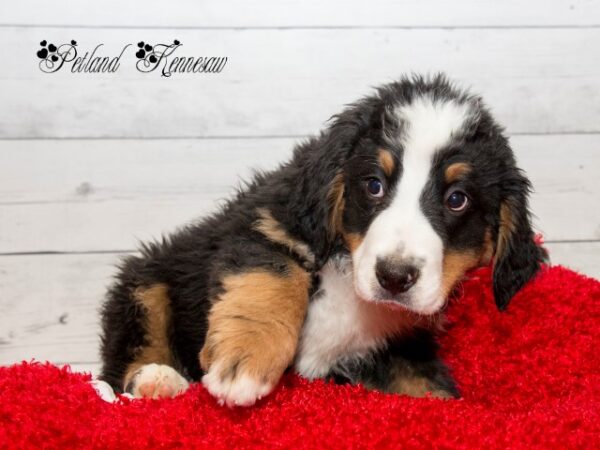 Bernese Mountain Dog-DOG---BERNESEMOUNTAINDOGBERNESE10JPG-Petland Mall of Georgia