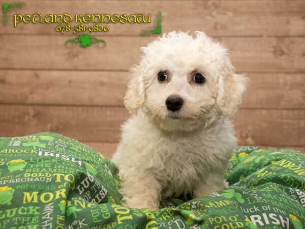 Bichon Frise-DOG---BICHONFRISEBICHON02JPG-Petland Mall of Georgia