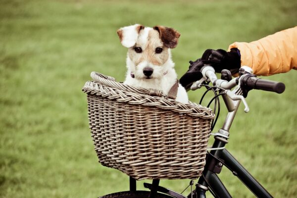 Safety Tips For Biking With Your Pooch