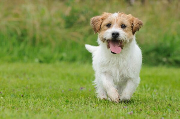 Keeping Your Puppy Happy & Well Adjusted Outdoors