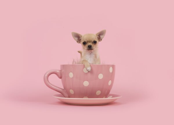 3 Tips for Living as a  Minimalist Dog Owner
