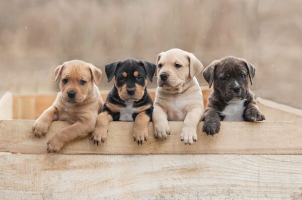 Five Tips For a Healthy & Happy Puppy Smile