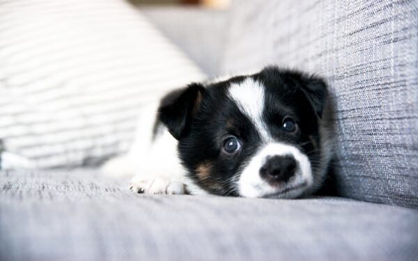4 Ways to Care for a Puppy While You Are at Work