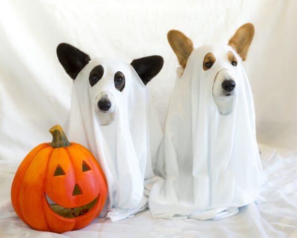 Trick or Treat- Fun Halloween Pet Projects ????
