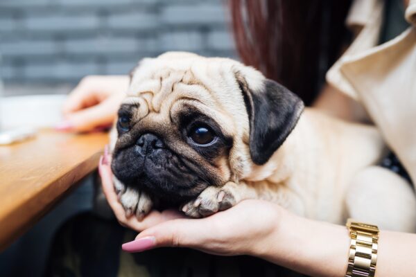 4 Questions to Ask Yourself When Setting Your Pet Goals This Year