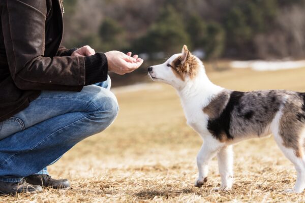 Thanksgiving Hazards for Your Puppy