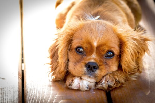4 Ways to Care for a Puppy While You Are at Work
