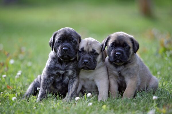 5 Tips for Dogs with Separation Anxiety