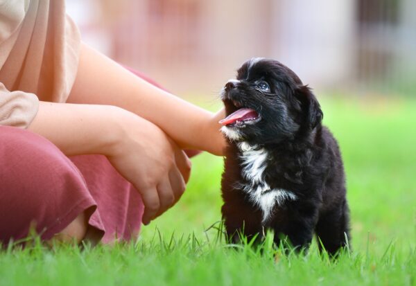 Petland Speaks: The Benefits of Small Dog Breeds