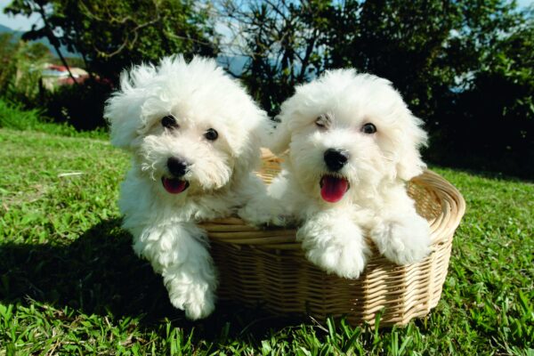 Is Spring a Dog’s Favorite Season? We Think So!