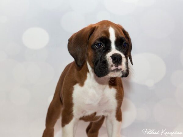 Boxer-DOG---BOXERBOXER05JPG-Petland Mall of Georgia