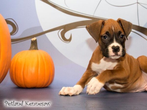 Boxer DOG BOXERBOXER06JPG Petland Mall of Georgia