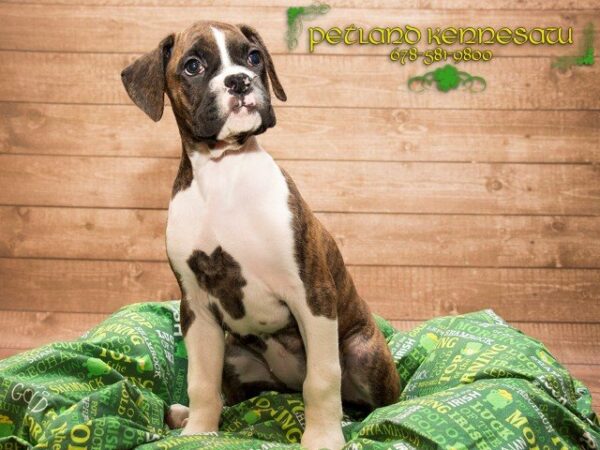 Boxer-DOG---BOXERBOXER09JPG-Petland Mall of Georgia