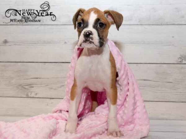 Boxer DOG BOXERBOXER12JPG Petland Mall of Georgia