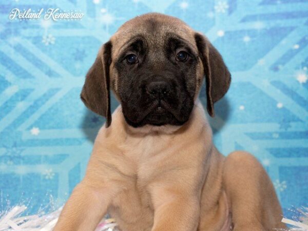 Bullmastiff-DOG---BULLMASTIFFBULLMASTIFF04JPG-Petland Mall of Georgia