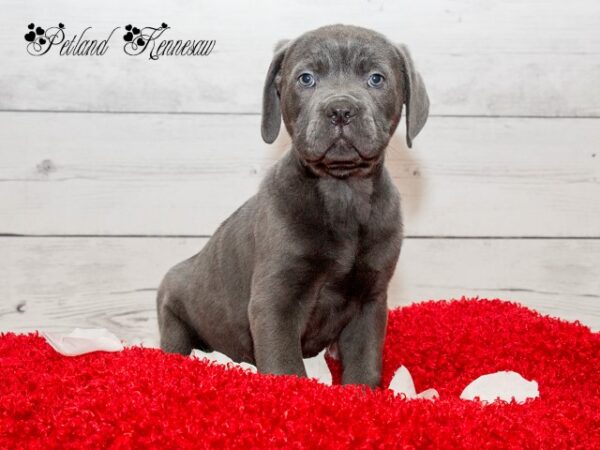 Cane Corso DOG CANECORSOCANECORSO02JPG Petland Mall of Georgia