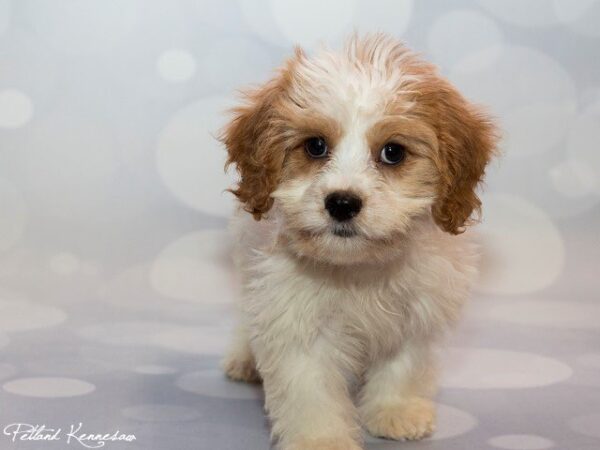 Cavachon-DOG---CAVACHONCAVACHON01JPG-Petland Mall of Georgia