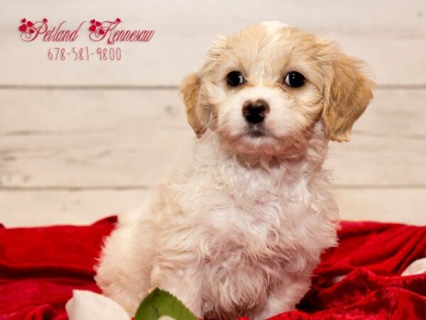 Cavachon DOG CAVACHONCAVACHON02JPG Petland Mall of Georgia