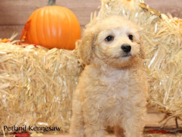 Cavachon DOG CAVACHONCAVACHON06JPG Petland Mall of Georgia