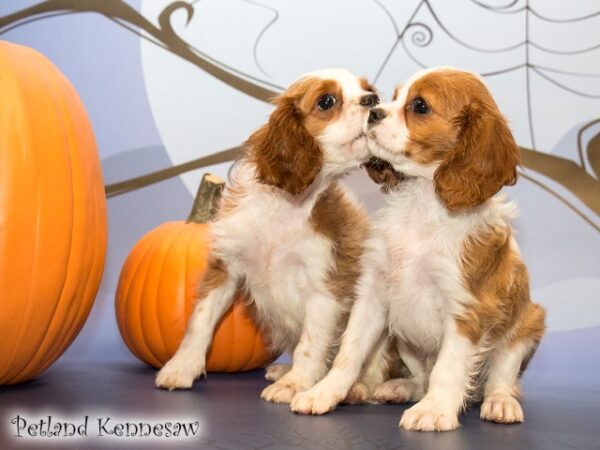 Cavalier King Charles Spaniel DOG CAVALIERKINGCHARLESSPANIELCAVALIER08JPG Petland Mall of Georgia