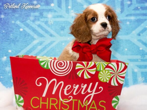 Cavalier King Charles Spaniel DOG CAVALIERKINGCHARLESSPANIELCAVALIER15JPG Petland Mall of Georgia