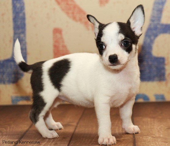 Chihuahua DOG CHIHUAHUACHIHUAHUA02JPG Petland Mall of Georgia