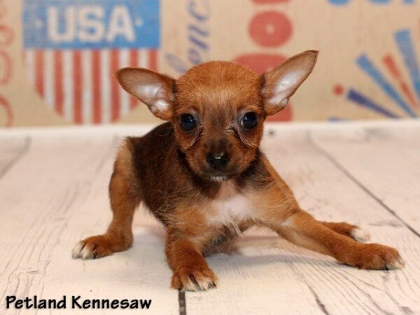 Chihuahua DOG CHIHUAHUACHIHUAHUA14JPG Petland Mall of Georgia