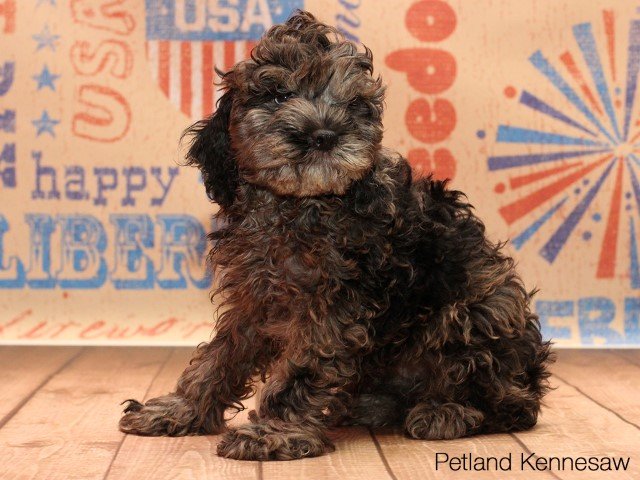 Cockapoo-DOG---COCKAPOOCOCKAPOO04JPG-Petland Mall of Georgia