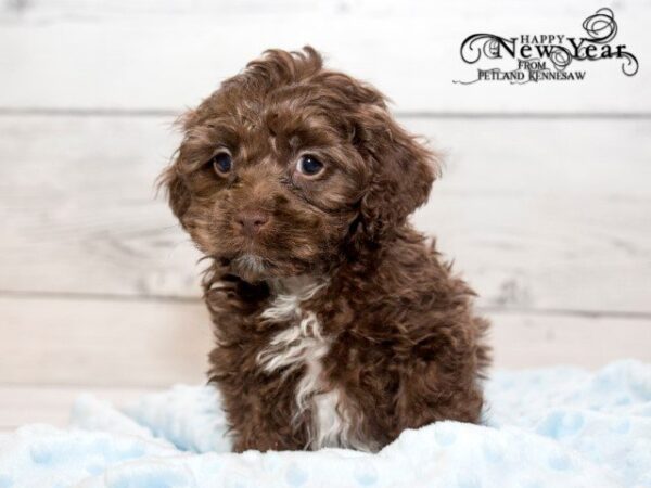 Cockapoo DOG COCKAPOOCOCKAPOO05JPG Petland Mall of Georgia