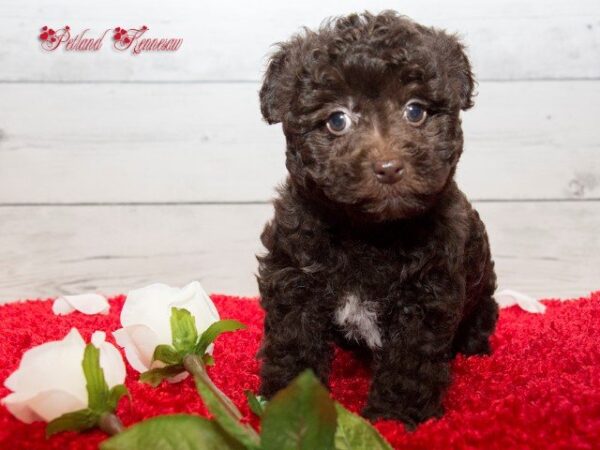 Cockapoo DOG COCKAPOOCOCKAPOO07JPG Petland Mall of Georgia