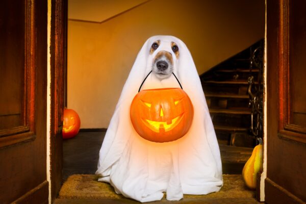 5 Fun DIY Pet Projects for Fall