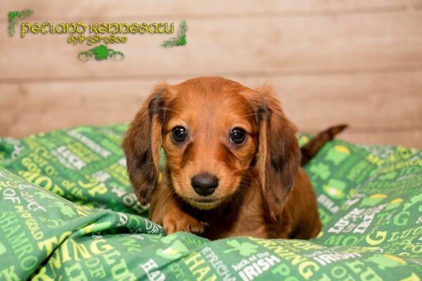 Dachshund DOG DACHSHUNDDACHSHUND04JPG Petland Mall of Georgia