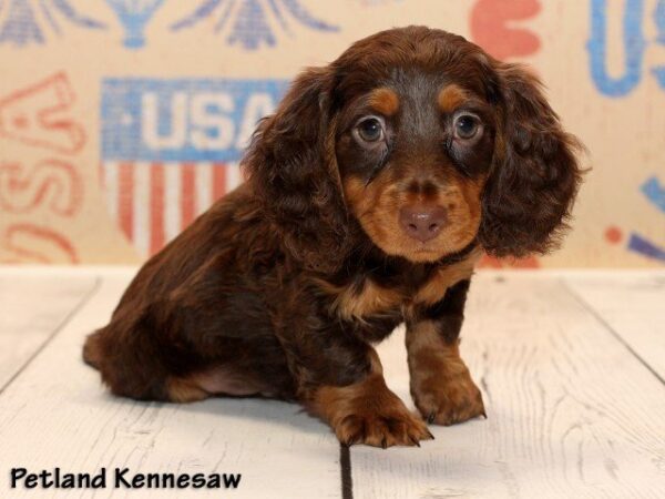 Dachshund DOG DACHSHUNDDACHSHUND14JPG Petland Mall of Georgia