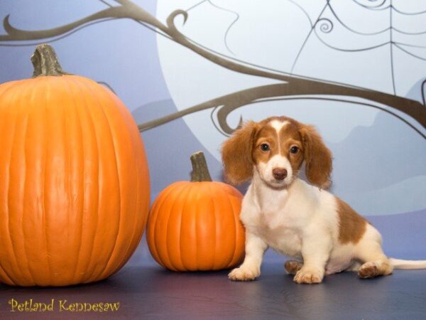 Dachshund DOG DACHSHUNDDACHSHUND17JPG Petland Mall of Georgia