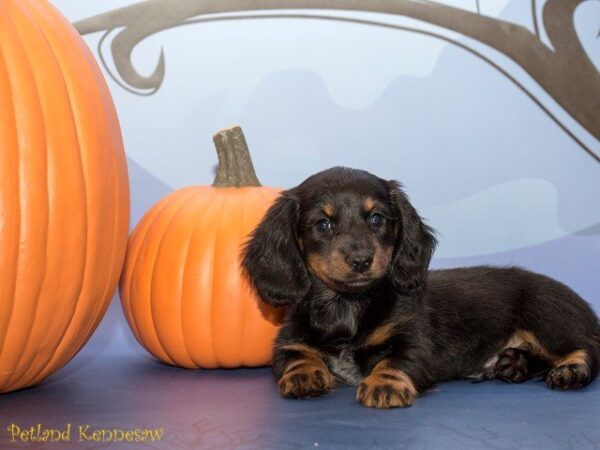 Dachshund DOG DACHSHUNDDACHSHUND19JPG Petland Mall of Georgia