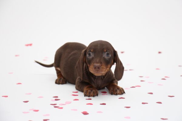 The Dachshund: Remarkable Facts about this Fierce Breed