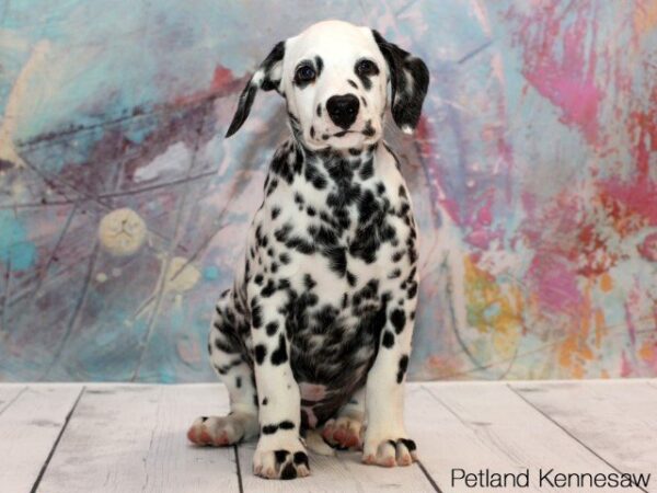 Dalmatian DOG DALMATIANDALMATIAN05JPG Petland Mall of Georgia