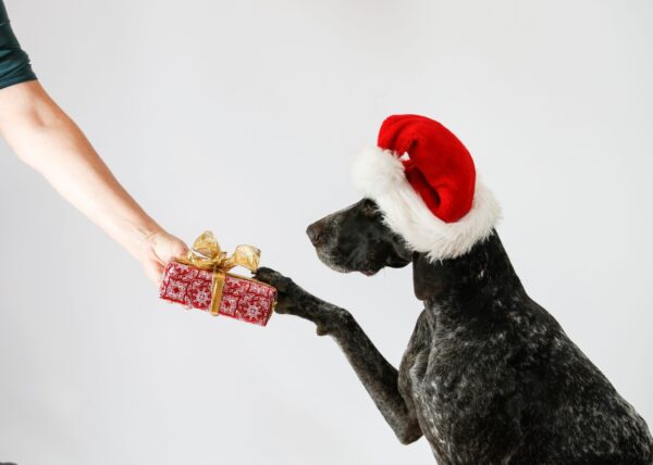 Operation Santa Paws & How You can Help