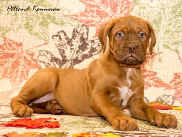 Dogue de Bordeaux DOG DOGUEDEBORDEAUXDOGUEDEBORDEAUX04JPG Petland Mall of Georgia