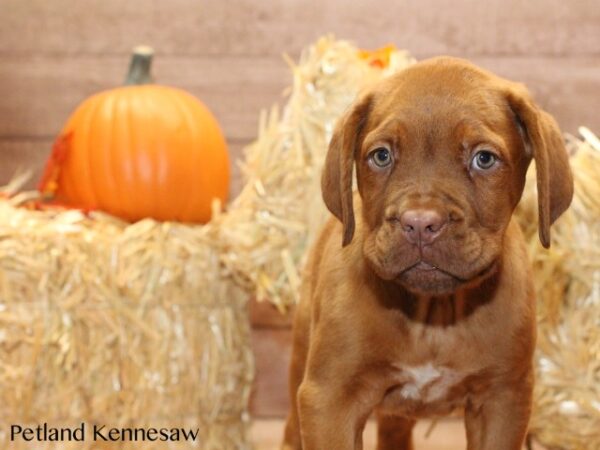 Dogue de Bordeaux DOG DOGUEDEBORDEAUXDOGUEDEBORDEAUX10JPG Petland Mall of Georgia